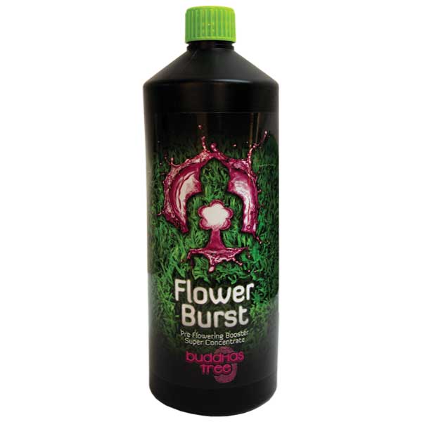 Buddahs Tree - Flower Burst