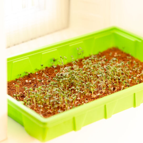 Grow Your Own Microgreens Kit – Seed Propagator