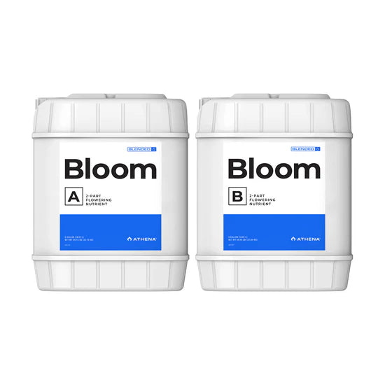 Athena Blended Line Bloom A&B
