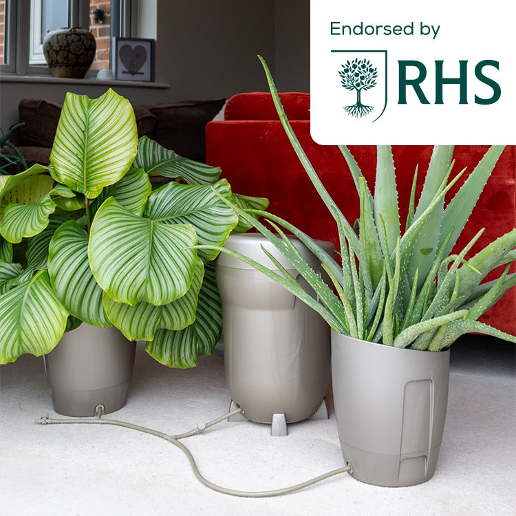 Khloris Self-Watering System