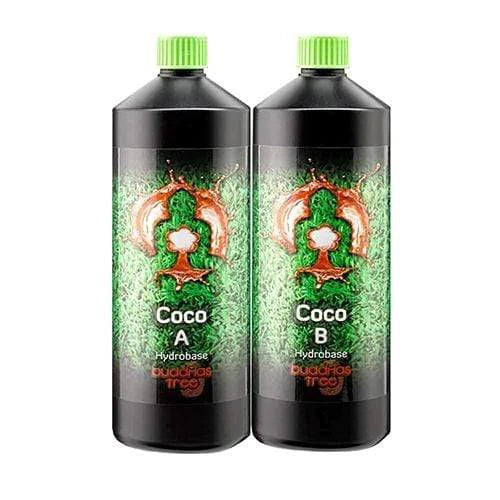 Buddahs Tree - Coco A&B