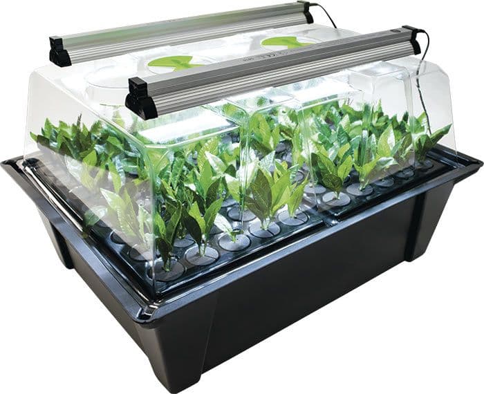 X-stream Aeroponic Propagator